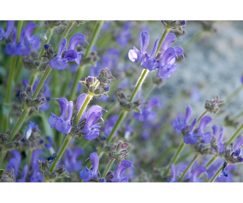 Platinum Sage